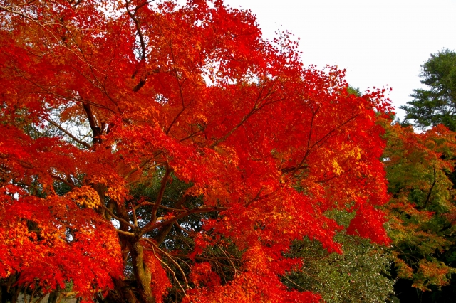紅葉を楽しむならココ! 福岡エリア別紅葉スポット5選