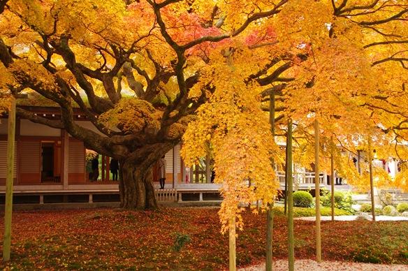 紅葉を楽しむならココ! 福岡エリア別紅葉スポット5選
