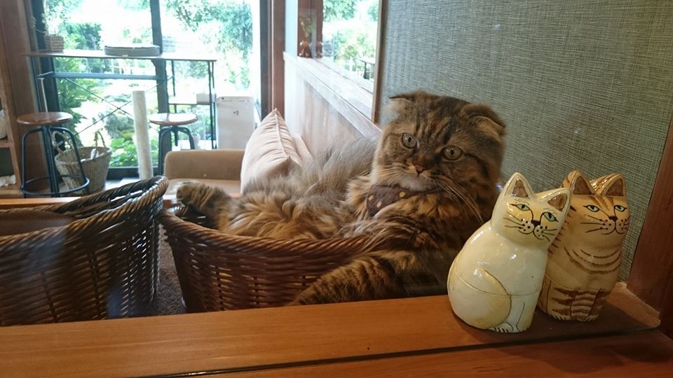 猫と湯に癒される、ニャンとも素敵な九州の温泉5選
